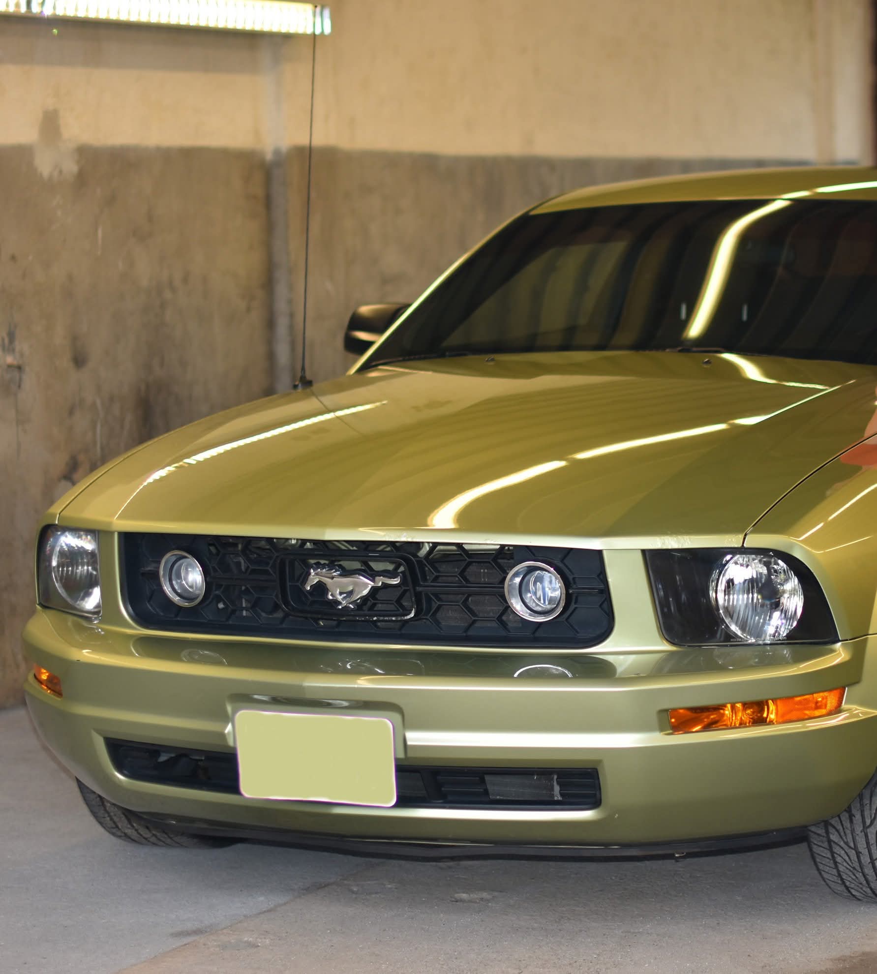 Vyčištěný a vyleštěný zlatý Mustang